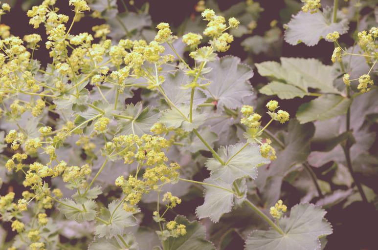 alchemilla Frauenmantel Pflanze