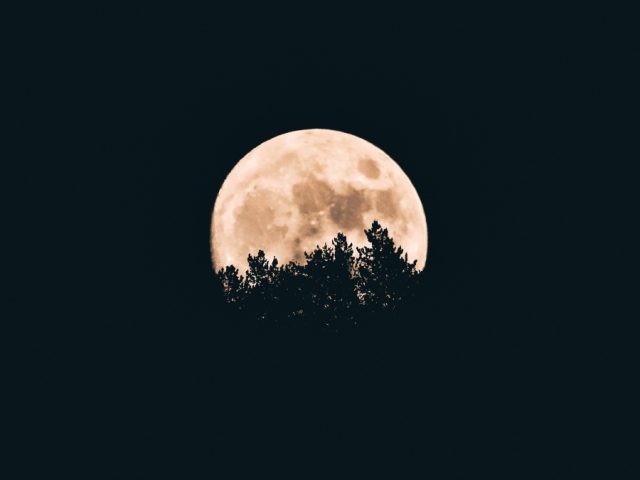 Night, dark, moon, tree