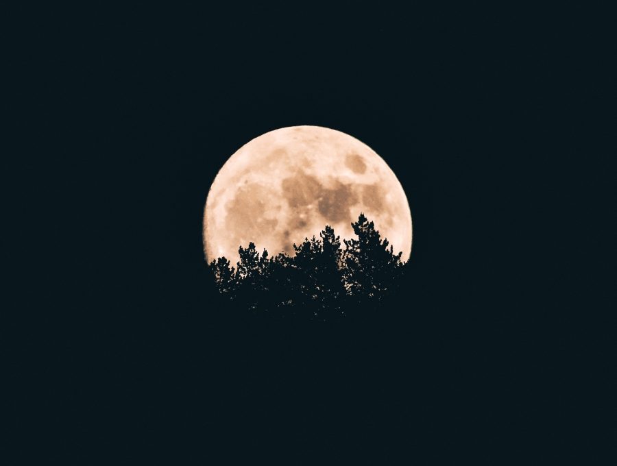 Night, dark, moon, tree