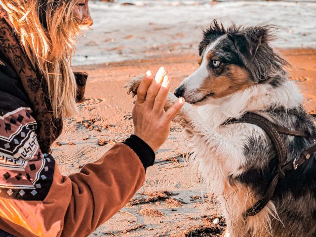 high five dog